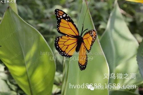 国产采精小蝴蝶,探寻自然之美与科技创新的完美融合 第3张 国产采精小蝴蝶,探寻自然之美与科技创新的完美融合 第3张