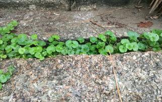 国产人人草,人人草,绿色健康生活新选择 第2张 国产人人草,人人草,绿色健康生活新选择 第2张