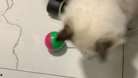 国产拍偷,揭秘镜头背后的偷拍艺术